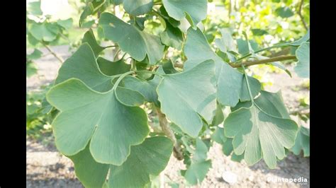 7 Impressive Health Benefits Of Ginkgo Biloba Youtube