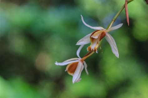 Premium Photo Coelogyne Trinervis Orchids