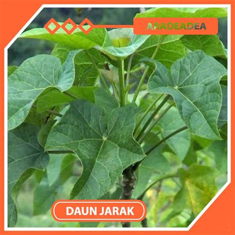 Jual Daun Jarak Segar 50 Lembar Shopee Indonesia