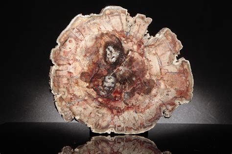 Petrified Wood Identification