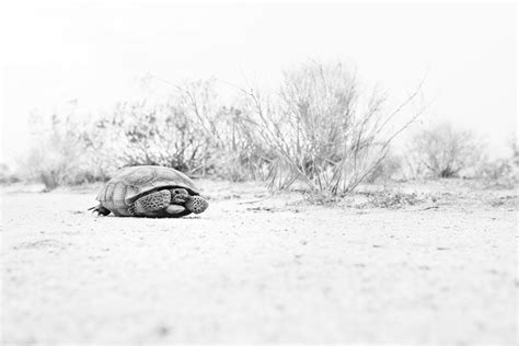 Humans: Our Negative Affects On Desert Tortoise Conservation - Chase Ecology