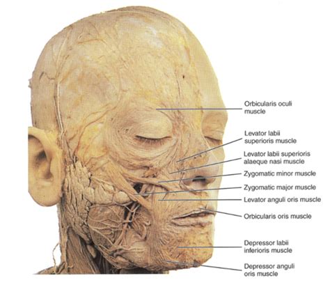 Week 10 Muscles Of Facial Expression Soft Palate Pharynx Flashcards