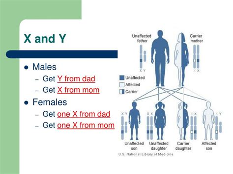 Ppt Pedigrees And Sex Linked Traits Powerpoint Presentation Free