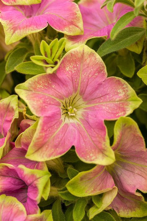 Petunia Crazytunia Kermit Rose Bild Kaufen