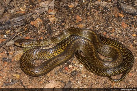 Oriental Rat Snake Ptyas Mucosa HM 149673