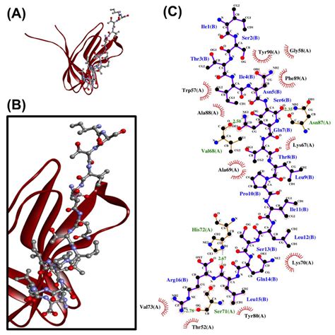 The ISTINSQTLPILSQLR PirA Vp Docked Model Presented In 3D A B And 2D