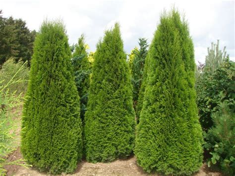 Jak Roste Thuja Occidentalis