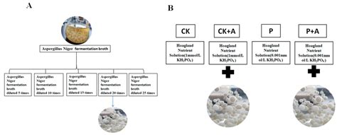 Microorganisms Free Full Text Aspergillus Niger Fermentation Broth