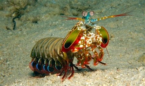 Mantis Shrimp Blank Template Imgflip