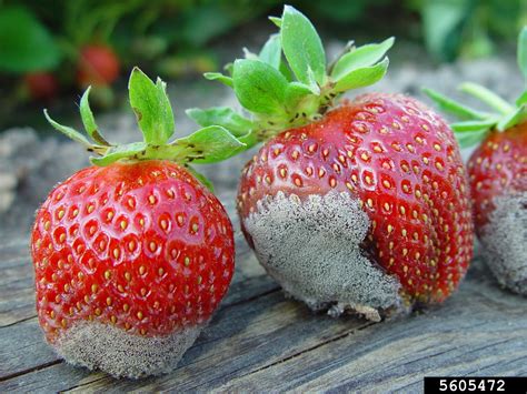 gray mold (Botrytis cinerea Pers.:Fr) 