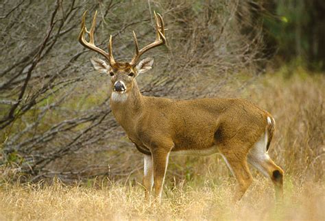 13,600+ Whitetail Deer Buck Stock Photos, Pictures & Royalty-Free ...