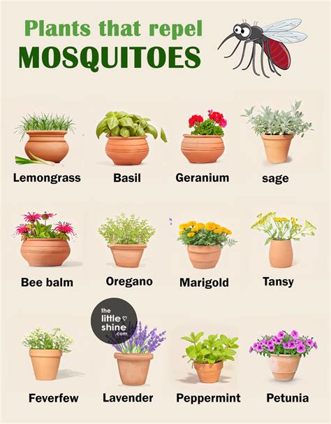 14 Plants That Repel Mosquitoes The Little Shine