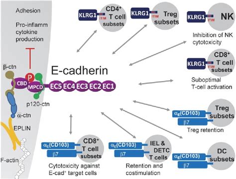 Table 2 from Regulation and function of the E-cadherin/catenin complex in cells of the monocyte ...