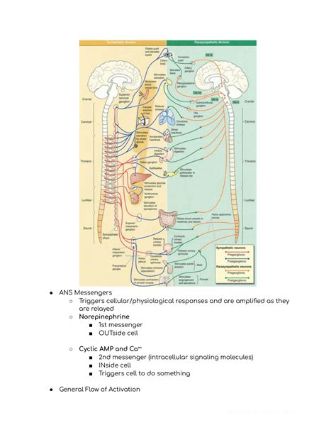 Solution Physiology 1 07 Autonomic Nervous System Studypool