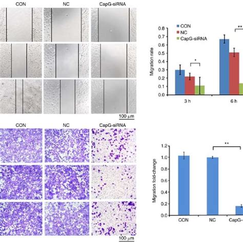 Capg Knockdown Inhibits Migration And Invasion Of O Cells A