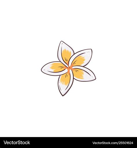 White And Yellow Plumeria Or Frangipani Flower Vector Image