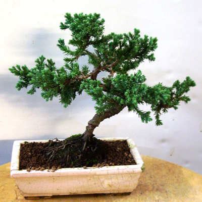 gardenia bonsai: Indoor Bonsai Care Tipskerala Latest Newskerala ...