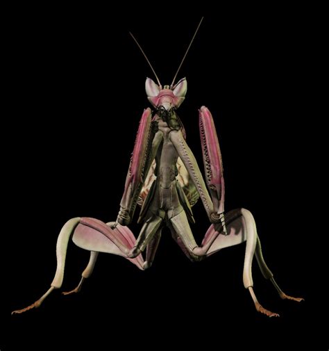 Orchid Mantis Nymph 3d Model 5 Ma Unknown Fbx Free3d