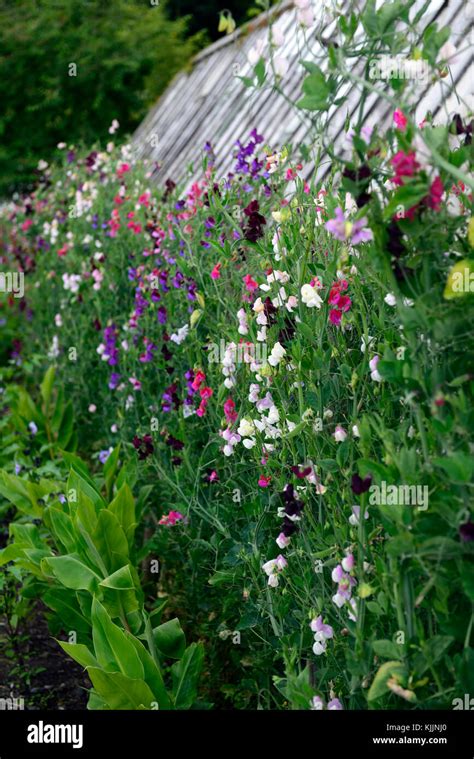 Lathyrus Sweet Peassweet Pea Trellis Fence Grow Growing Up Plant