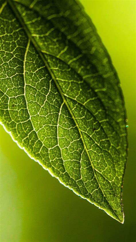 Fondos de pantalla hojas naturaleza fotografía rama verde Rocío