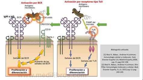 Activación diferenciación de linfocito B y funciones efectoras de