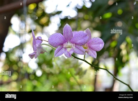 Dendrobium Orchids Hi Res Stock Photography And Images Alamy