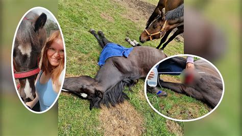 Sex Mit Pferden Polizei Sucht Mutma Lichen Tiersch Nder In Essen