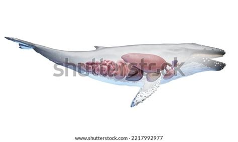 11 Whale Digestive System Images, Stock Photos, 3D objects, & Vectors | Shutterstock