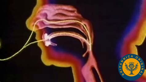 Passage Of Air Through The Respiratory Tract Explained Britannica