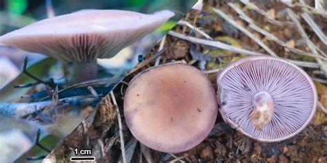 Lepista Sordida Schumach Singer 1951 Lycoperdon Perlatum Pers