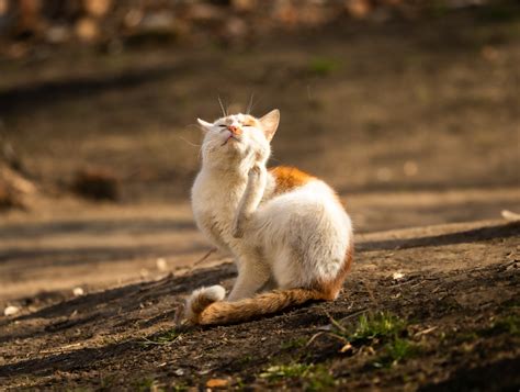 Atopic Dermatitis In Cats Causes Symptoms And Treatment