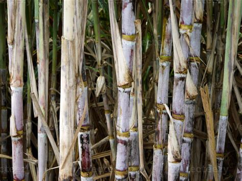 Sugarcane Plantationsthe Agriculture Tropical Plant In Thailand