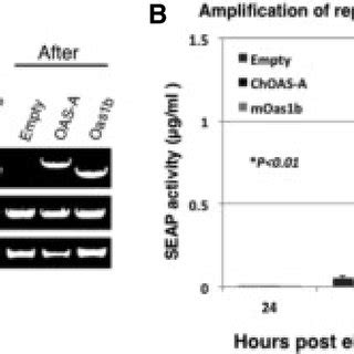 Antiviral Activity Of The ChOAS A And MOas1b Proteins BHK 21 Cells