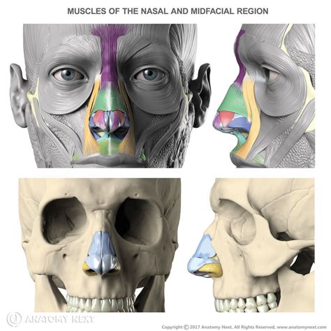 Pin On Anatomía Humana Rostro