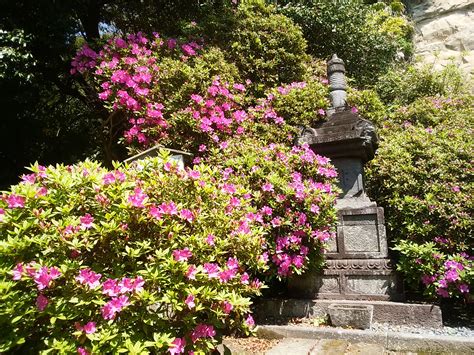 鎌倉市観光課 On Twitter 大町にある、「ツツジ寺」とも呼ばれる安養院。現在も充分にお楽しみいただける状態ですが、まだつぼみの