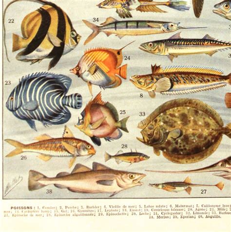 Fish poster 1936 Vintage fish print Vintage kitchen decor Fish | Etsy