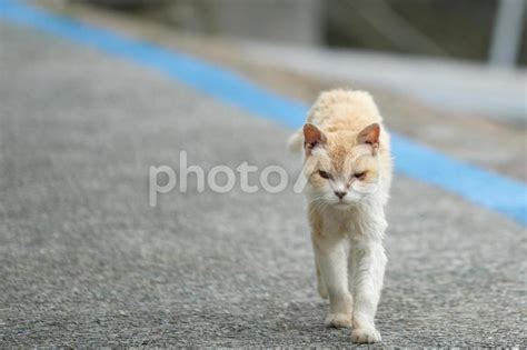 のら猫のバラッド・俺たちは生きている No 27259767｜写真素材なら「写真ac」無料（フリー）ダウンロードok