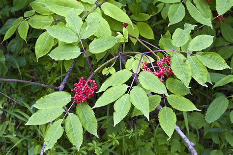 Minnesota Seasons Red Elderberry