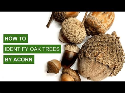 How To Identify Oak Trees By Acorns Youtube