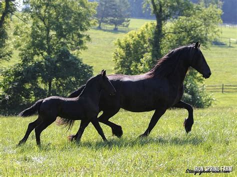 Tracking Your Mares Heat Cycle News Iron Spring Farm