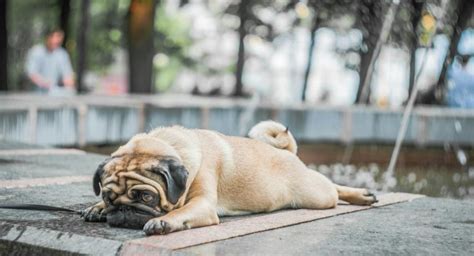 Reconnaître les signe que votre chien ne supporte pas la chaleur