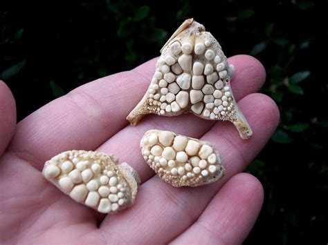 Black Drum Fish Teeth