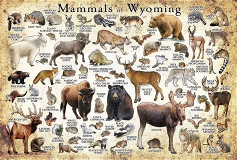 Mammals Of Colorado Poster Print