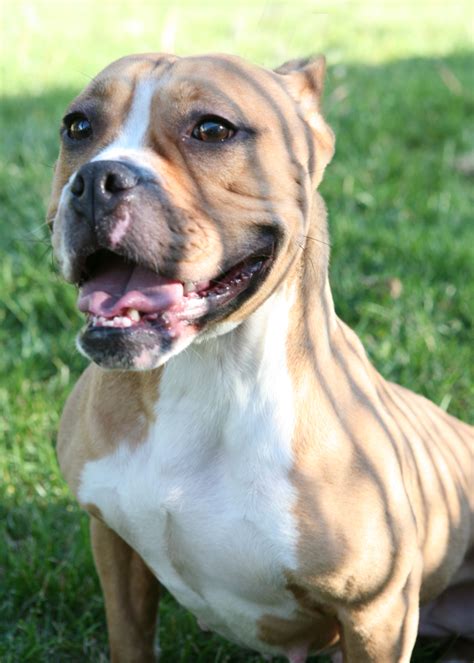 Pitbull Mix English Bulldog