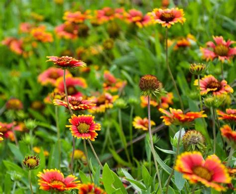 Firewheel Flower Seeds Best Flower Site