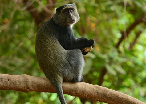 The blue monkey: how primates amazingly help the rainforest flourish | One Earth