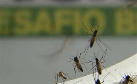 Casos De Dengue No Brasil Dobram Em Em Rela O Ao Mesmo Per Odo De