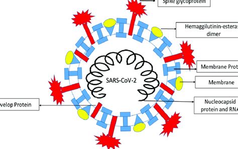 -Diagrammatic representation of structure of Coronavirus. | Download ...