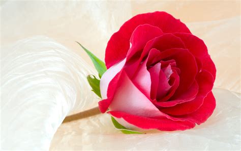 Love Flowers Pictures Roses Love. picture of flowers. rose