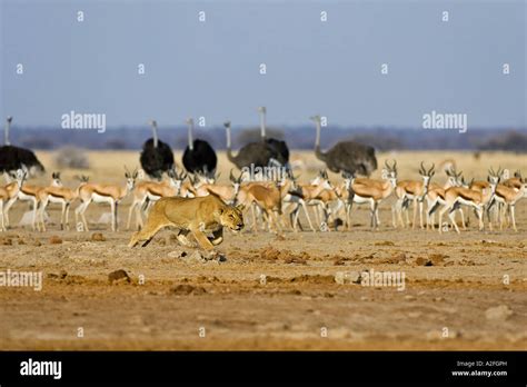 African Lion Hunting Antelope